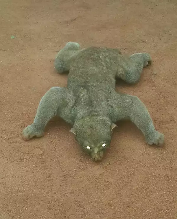 Omg...!!! Check Out this Photo Of A Deadly Heartbreaking Animal Found Dead In A Student Hostel @  [A.A.U]